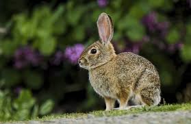 Comment Eloigner Les Lapins Du Potager Et Du Jardin