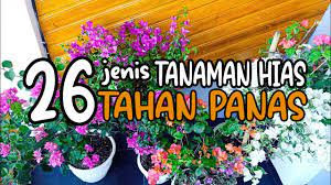 Pokok ruelia mudah sesuai di pelbagai keadaan dan boleh ditanam di tanah yang basah atau kering. 26 Jenis Tanaman Hias Tahan Panas 26 Types Of Heat Resistant Ornamental Plants Part 1 Youtube