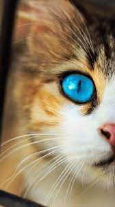 Pin On Mobile Iphone Cat Wallpapers