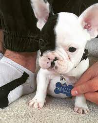 The cutest mixed dog breeds. Pin On Puppy Piglet