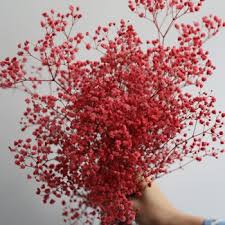 Baby breath adalah salah satu bunga yang sangat mudah tumbuh dari biji gypsophila, dan memberikan begitu banyak keindahan dan melengkapi bunga lainnya sehingga baik di taman bunga. Benih Biji Bunga Baby Breath Merah Bunga Gypsophila Red Shopee Indonesia