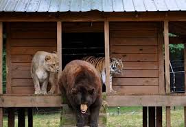 Ships from and sold by jubys. Lions Tigers Bears Oh My So About What I Said