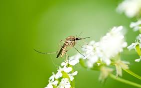 Cut the flowers when they have fully opened, as ants are attracted to the sucrose that collects on buds. Flower Mound Tx Pest Control Termite Solutions