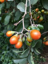 Image result for Cordia monoica