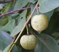 Image result for Pseudolachnostylis maprouneifolia