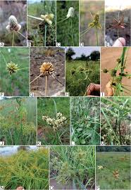 Image result for Alinula sp.