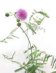 Image result for Walleria nutans