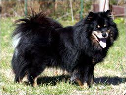 nook the finnish lapphund obnoxious though finnish lapphund purebred dogs dog breeds
