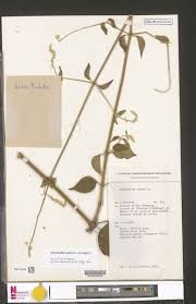 Image result for Crotalaria chrysochlora