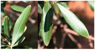 Image result for xylella fastidiosa oleander symptoms