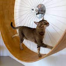 Cat Toys Can Range From Free Homemade Distractions To Battery Powered Devices Bu Cattoysideas Cat Room Cat Wall Diy Cat Toys