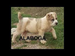 Alabai Kopek Isimleri 1 Youtube