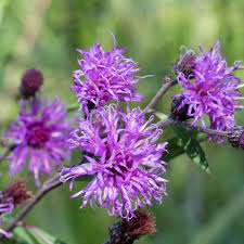 Image result for Vernonia helodea