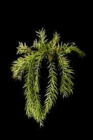 Image result for Lycopodium