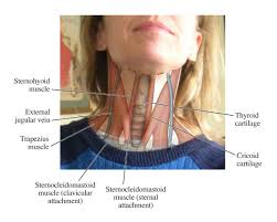 The human teeth function to mechanically break down items of food by cutting and crushing them in preparation for swallowing and digesting. Useful Notes On The Internal Jugular Vein Of Human Neck Human Anatomy
