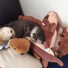 An Otter Sleeping With Stuffed Otters Doubling Their Otterness Animalsandpets Cute Baby Animals Otters Cute Fluffy Animals