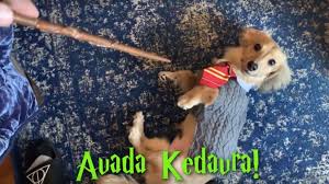 This Dachshund Responds Only To Harry Potter Spell Commands The Dog People By Rover Com