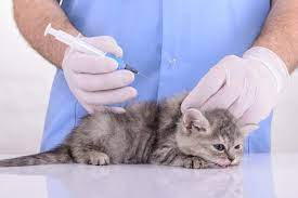 veteriner masraflari kedi icin ortalama veteriner ucretleri suzionline