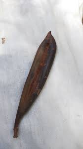 Image result for Bussea