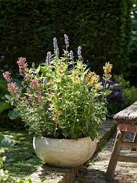 With smoky orange flowers held by lavender calyxes, the entire plant is scented like licorice and mint. Anise Hyssop The Joy Of Plants