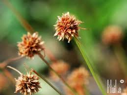 Image result for Bulbostylis schoenoides