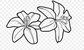 Lilies are a broad family of flowers that symbolize many different emotions, values, and states. Tiger Lily Drawing Line Art Flower Png 2650x1600px Tiger Lily Area Art Artwork Black And White