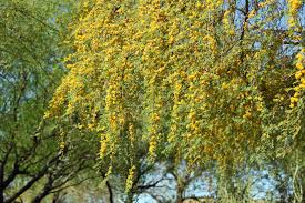 Image result for Acacia schweinfurthii