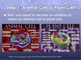 Building a cell model should deepen your understanding of the cell and all of its distinct parts. 3d Cell Project Instructions