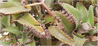 Image result for Kalanchoe velutina