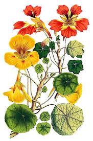 Image result for Tropaeolaceae