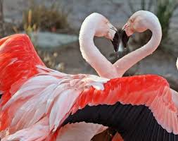 Kalp Resimleri En Guzel Kalp Resimleri Kuaza Flamingo Pictures Animals Beautiful Flamingo