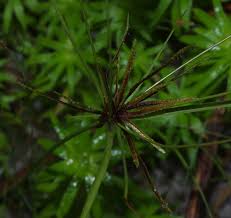 Image result for Cyperus amabilis