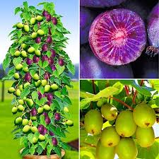Mini Kivi Duo Red Dzhambo 1 Issayi 1 8428 V Internet Magazini Sadzhanciv I Nasinnya Dim I Sad Velikij Asortiment Garantiya Yakost Food Garden Fruit Kiwi