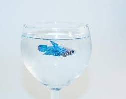 The male betta fish blows bubbles on the surface of still water creating a nest. What Do Baby Bettas Eat