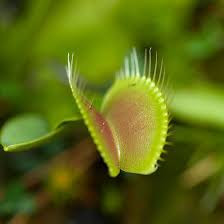 Venus Flytraps Make Exciting Houseplants Here S How To Grow And Feed Them Venus Fly Trap Carnivorous Plants Venus Fly Trap Care
