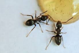 how to get rid of sugar ants