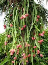 Dragon fruit is an exotic fruit, and in most of the southern us, you can grow a dragon fruit plant in pots on your patio if you're careful to protect it from cold weather. Hylocereus Undatus Dragon Fruit World Of Succulents Fruit Plants Dragon Fruit Plant Types Of Cactus Plants