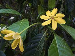 Gardenia Carinata Golden Gardenia Plant Leaves Gardenia Plants