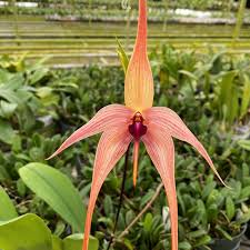 Image result for Bulbophyllum unifoliatum