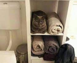 Pin On Cats
