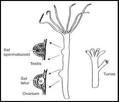Sama dengan perkembangbiakan tumbuhan, perkembangbiakan hewan juga dibedakan menjadi dua yaitu perkembangbiakan secara generatif dan vegetatif. Cnidaria Kanal Sains Dan Sastra