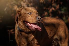 Feb 04, 2021 · the fox red lab is a dark shade of the traditional yellow labrador retriever. Fci Foxred Labrador Deckrude Kein Verkauf In Laer Hunde Kostenlose Kleinanzeigen Bei Quoka De