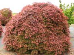 Check spelling or type a new query. How To Plant Acer Palmatum Orangeola Laceleaf Japanese Maple