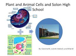 Prokaryotic cell flagella & fimbriae. Plant And Animal Cells And Solon High School Dna Cilia And Flagella By Caroline M Julie M Eddie O And Mike M Ppt Download