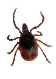 Start by examining your pet: About Ticks Lyme Disease Action