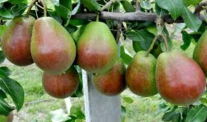 Of course, the time that a pear tree blooms and produces fruit will depend on the variety you plant and the climate you live in. Conference Pear Challenge Good Fruit Grower