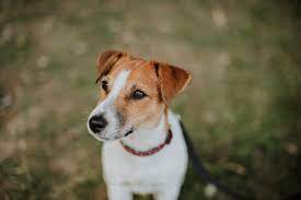 Check spelling or type a new query. Jack Russell Terrier Pictures Download Free Images Stock Photos On Unsplash