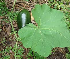 Image result for Cucurbita moschata