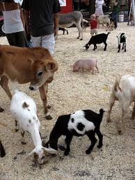 Since then we have been taking our traveling baby animal petting zoo to gatherings of all kinds. Baby Farm Animals Miller S Petting Zoo Baby Farm Animals Zoo Animals Animals