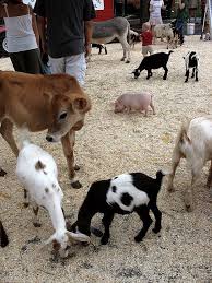 Things to do near simmons farm petting zoo. Baby Farm Animals Miller S Petting Zoo Baby Farm Animals Zoo Animals Animals